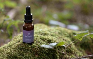 Waldviertler Bachblütenmischung Meditation Flasche von „Blütenwald“ natürlichem Waldboden mit Moos und Stein.